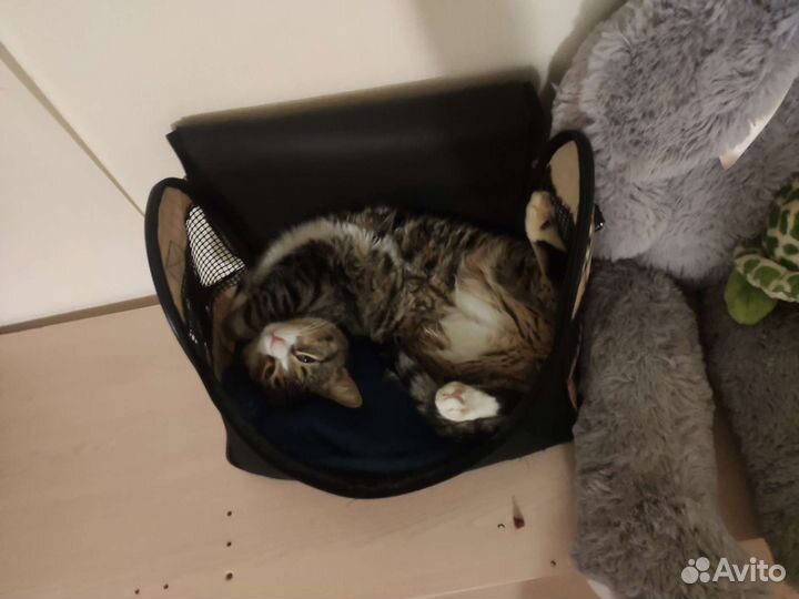 Кошки в добрые руки