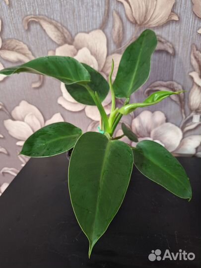 Филодендрон Империал грин