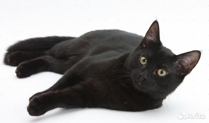 Чарли 8 месяцев, котенок в дар, кастрирован