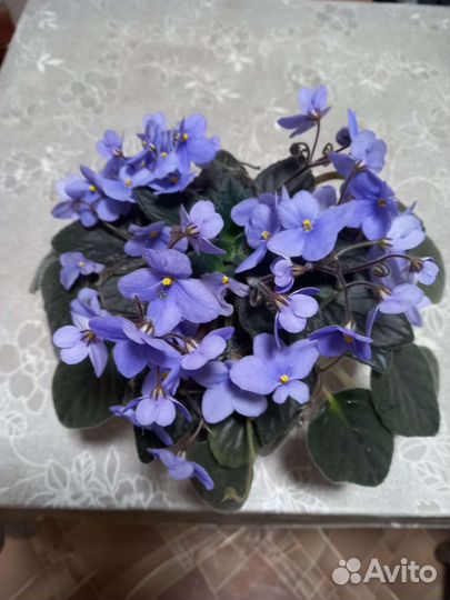 Сортовые фиалки