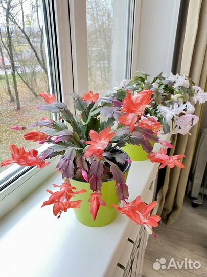 Декабрист шлюмбергера Белый,Оранжевый,Красный