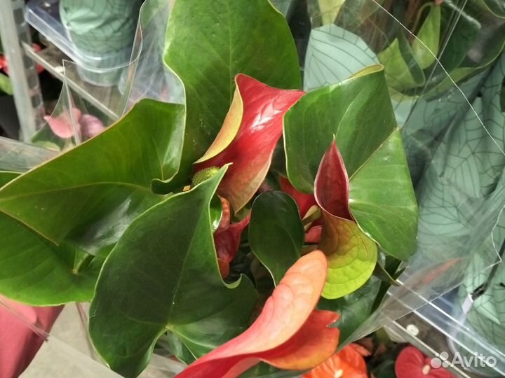 Антуриум разные сорта