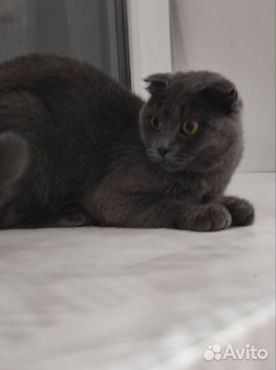 Шотландская вислоухая кошка