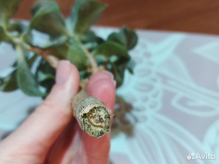 Крассула хоббит