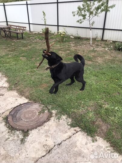 Немецкая овчарка вязка