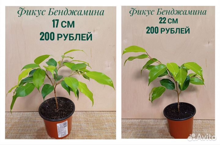 Фикус Бенджамина