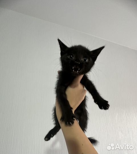Котенок в добрые ручки