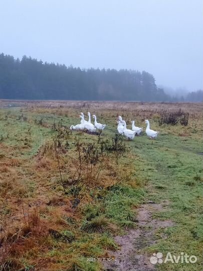 Холмогорские гуси