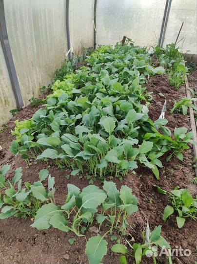 Рассада капусты