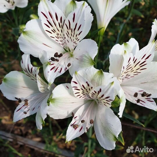 Корни альстромерии