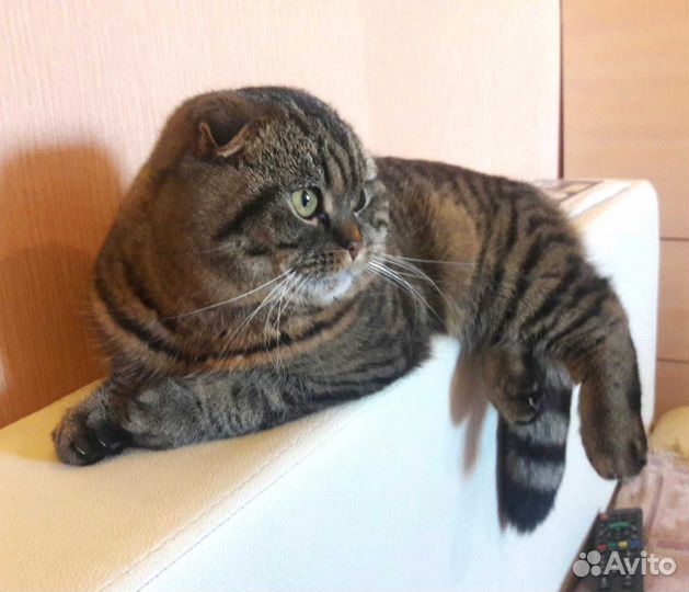 Шотландский кот вязка