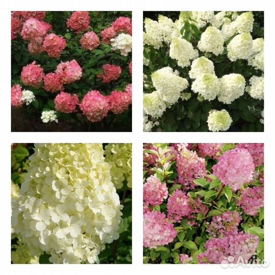 Гортензия метельчатая