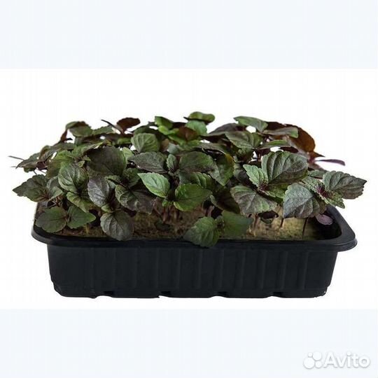 Микрозелень Перилла Bi-Color