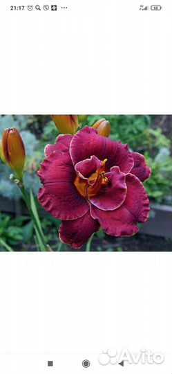 Сортовые лилейники