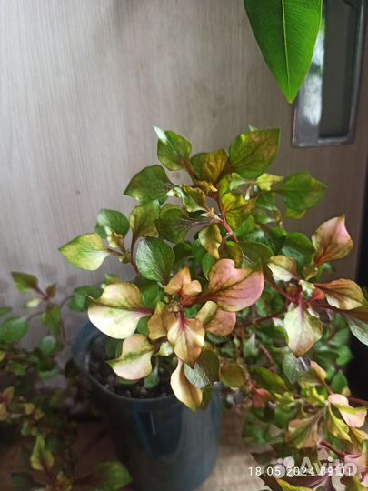 Альтернатера