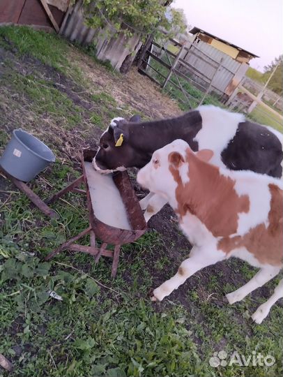 Телочки бычки