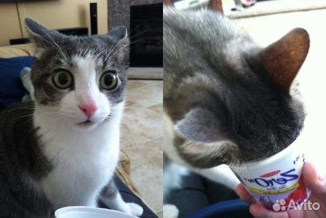 Груминг агрессивных и истеричных кошек и собак