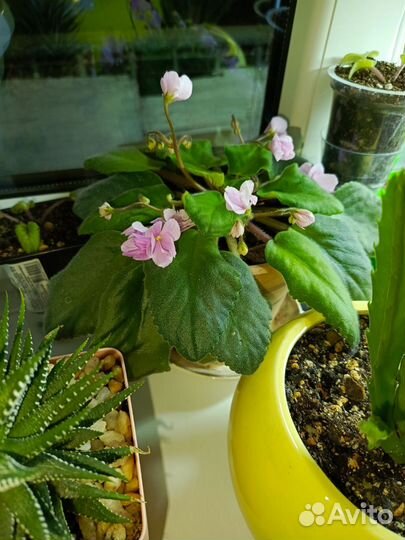 Фиалка розовая