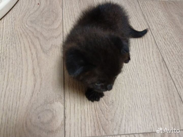 Британские вислоухие котята