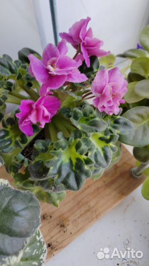 Набор сортовых фиалок - лист