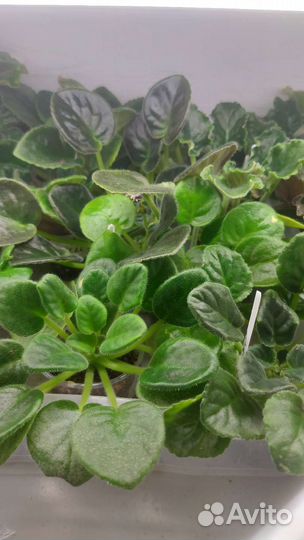 Детки сортовых фиалок