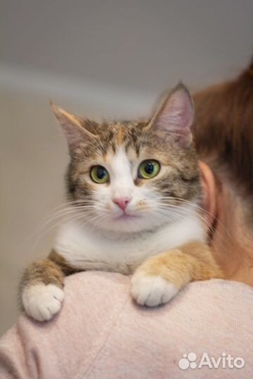 Трехцветная кошечка Лиза ищет дом