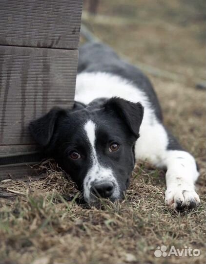 Щенок в добрые руки