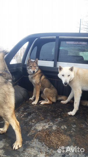 Лайки западносибирские