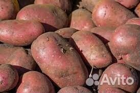 Продам картофель