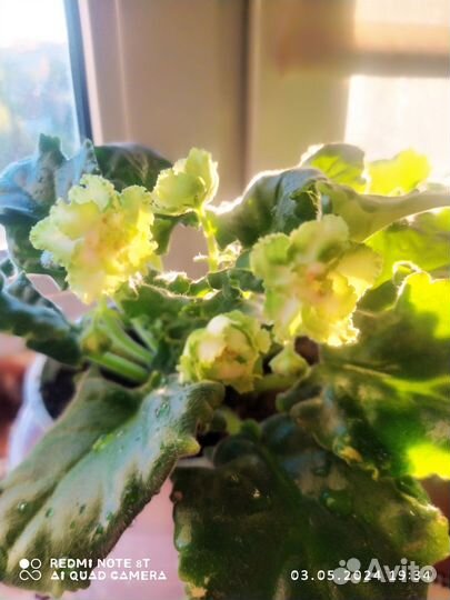 Сортовые фиалки