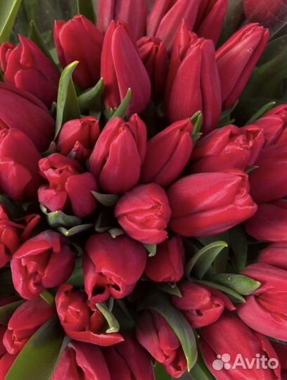 Тюльпаны мускарики к 9 мая цветы с доставкой