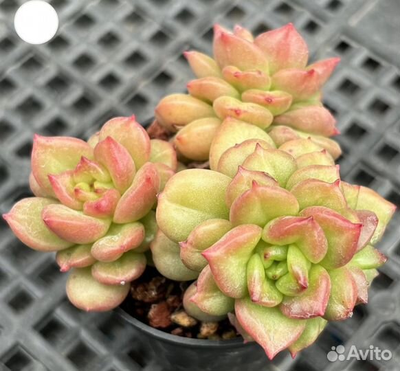 Хойя kerry вариегатная, суккуленты