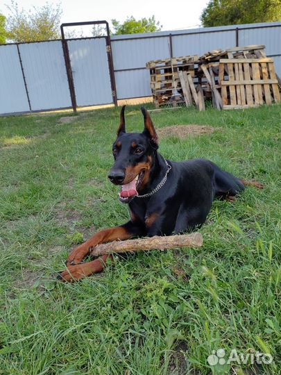 Продаются щенки добермана рожденные 16 октября