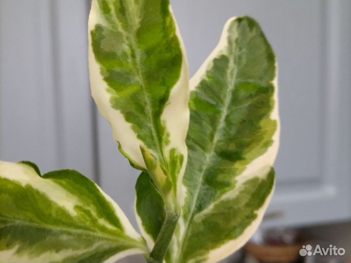 Педилантус