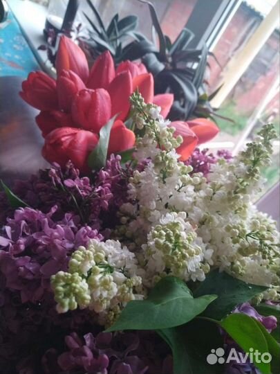 Саженцы сортовой сирени