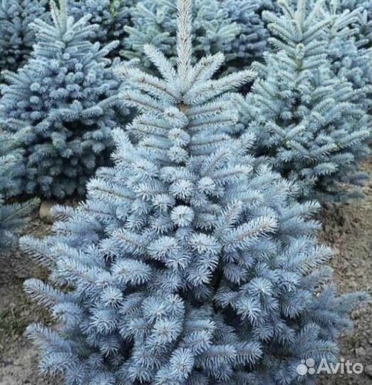 Ель голубая