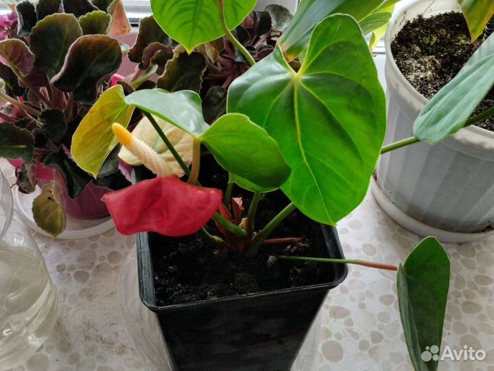 Антуриум мужское счастье цветущий