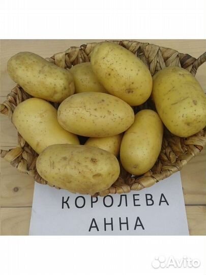 Семенной картофель