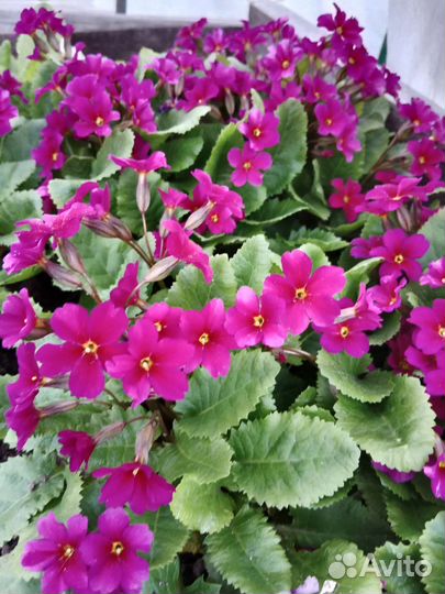 Первоцветы