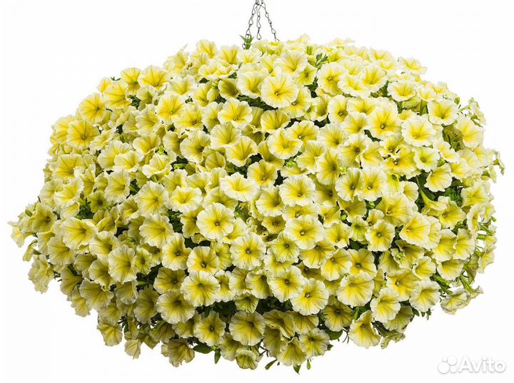 Семена петунии ампельной гигантской