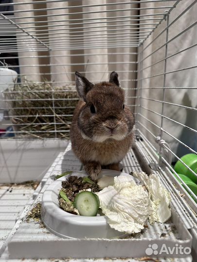 Декоративные кролики в добрые руки