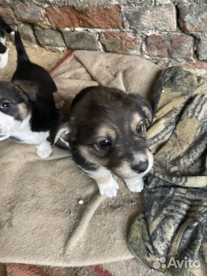 Отдам щенков в добрые руки