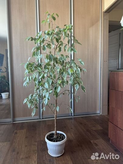 Фикус бенджамина большой цветок 1,35 м