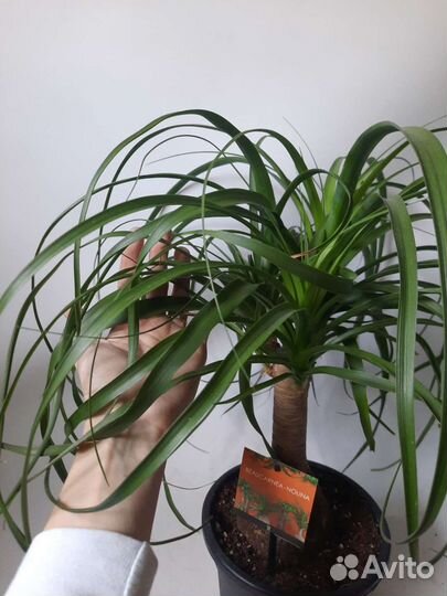 Нолина Бокарнея