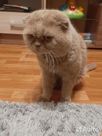 Котик ищет хозяина
