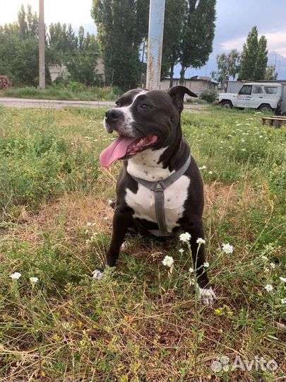 Питбультерьер