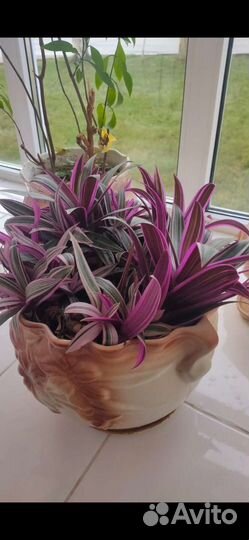 Комнатные растения цветы