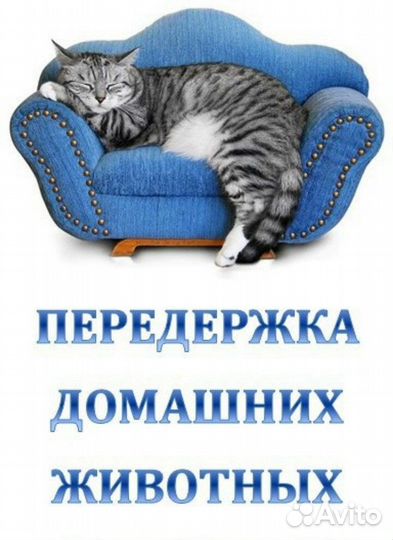 Индивидуальная Передержка кошек