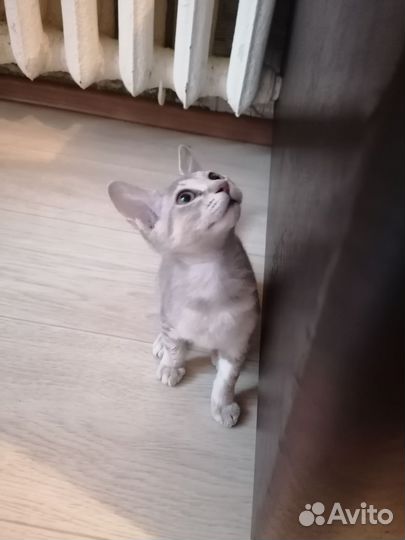 Донской сфинкс браш