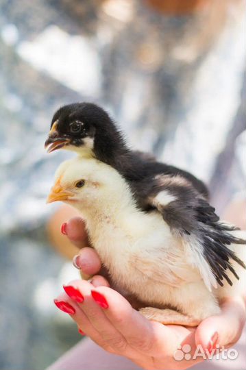 Маран (Англия, Франция) Серебро, Медный, Белый